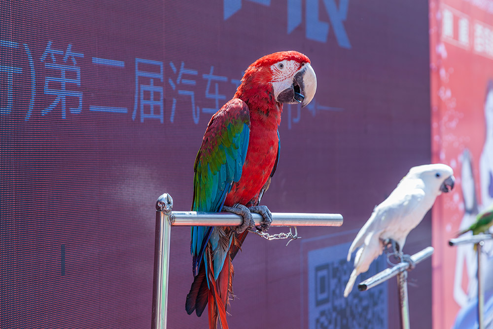 【車(chē)展第一天】遇到那個(gè)TA，放棄蘋(píng)果8......