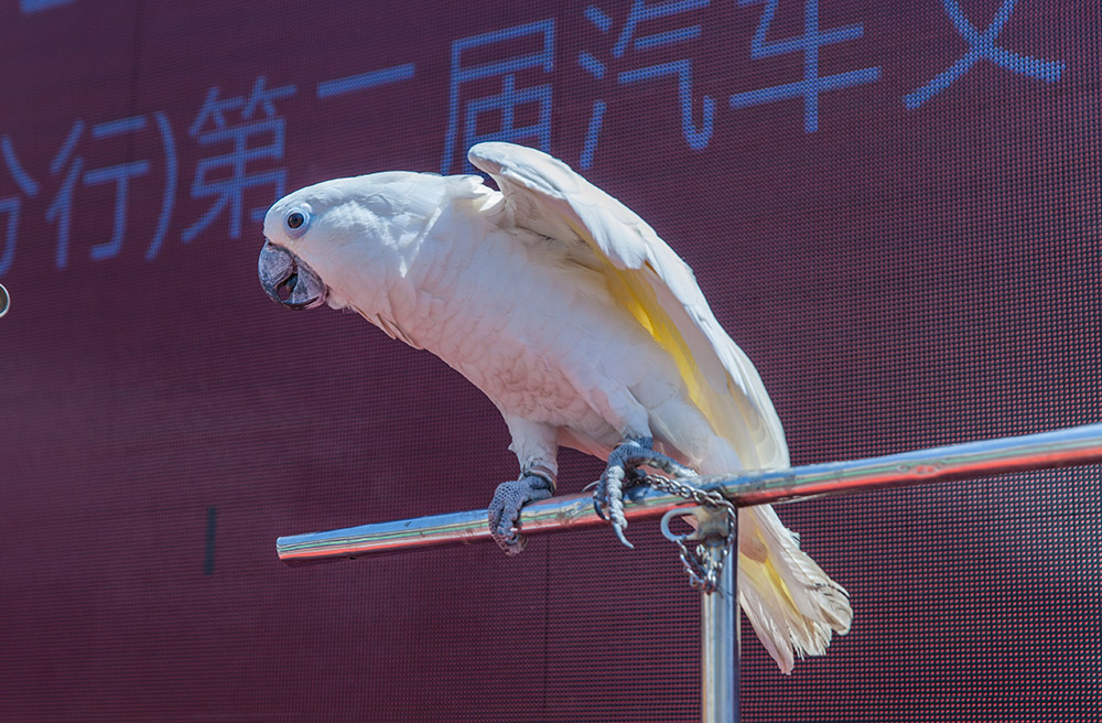 【車(chē)展第一天】遇到那個(gè)TA，放棄蘋(píng)果8......